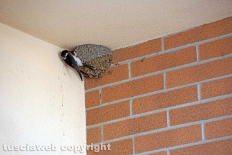 Le rondini di Tusciaweb