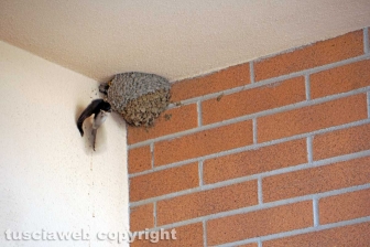 Le rondini di Tusciaweb