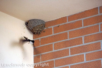 Le rondini di Tusciaweb