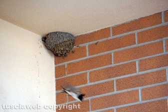 Le rondini di Tusciaweb