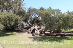 Le strane meraviglie di Santa Monica