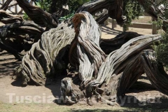 Le strane meraviglie di Santa Monica