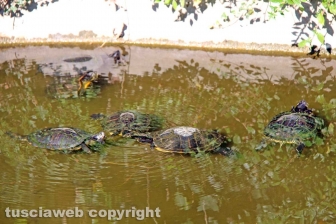 Le tartarughe di pratogiardino