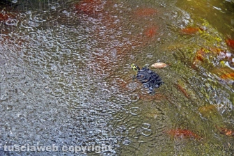 Le tartarughe di pratogiardino