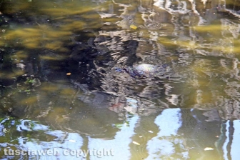 Le tartarughe di pratogiardino