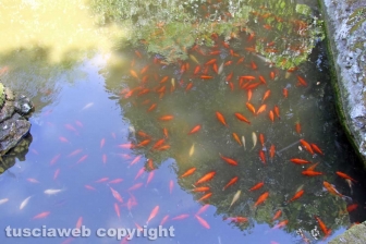 Le tartarughe di pratogiardino