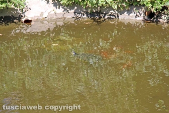 Le tartarughe di pratogiardino