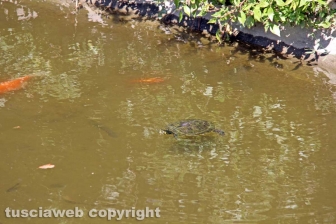 Le tartarughe di pratogiardino