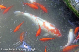 Le tartarughe di pratogiardino