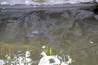 Le tartarughe di pratogiardino