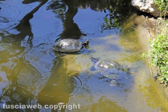 Le tartarughe di pratogiardino