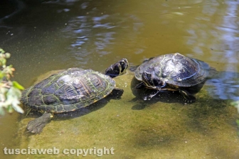Le tartarughe di pratogiardino