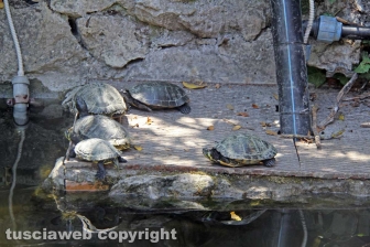 Le tartarughe di pratogiardino