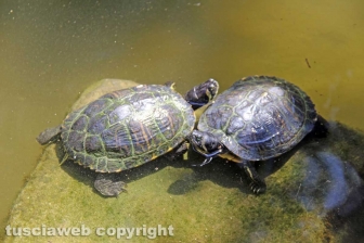 Le tartarughe di pratogiardino