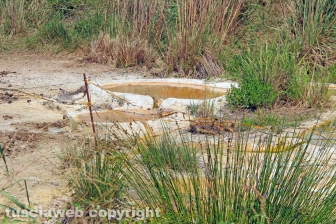 Le terme dell'asinello