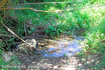 Le terme dell'asinello