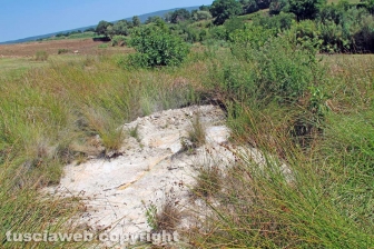 Le terme dell'asinello