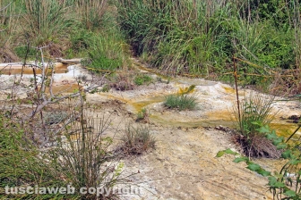 Le terme dell'asinello