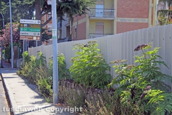 L'erba da nord al centro