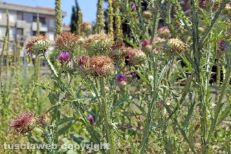 L'erba dal centro a sud