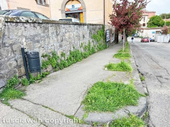 L'erba di San Faustino
