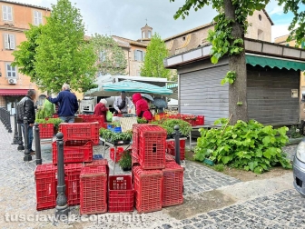 L'erba di San Faustino