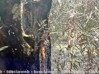 Bolsena - L'incendio al parco di Turona