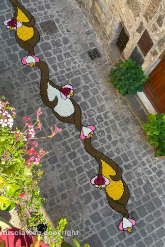 Bolsena - L'infiorata
