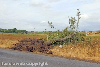 Lungo la Cassia nord