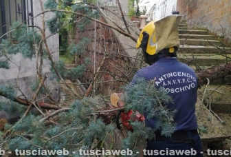 Civita Castellana - Albero pericolante al Cimitero