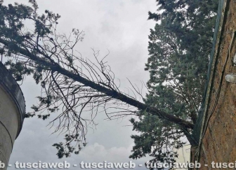 Civita Castellana - Albero pericolante al Cimitero