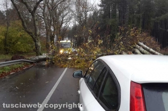 L'albero caduto sulla Cassia Cimina, dopo lo svincolo per Canepina