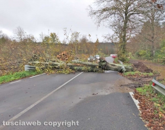 L'albero caduto sulla Cassia Cimina, dopo lo svincolo per Canepina
