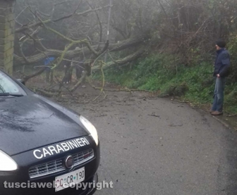 Maltempo e alberi caduti a Montefiascone
