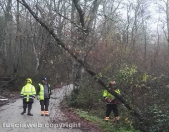 Maltempo e alberi caduti a Montefiascone