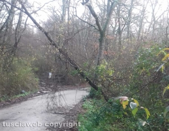 Maltempo e alberi caduti a Montefiascone