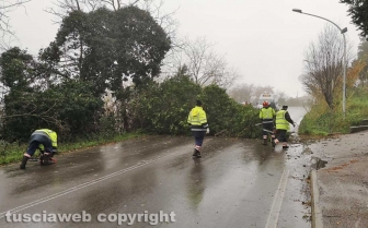 Maltempo e alberi caduti a Montefiascone