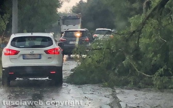 Maltempo - Albero caduto in strada