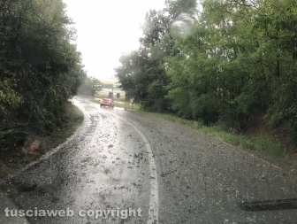 Maltempo - Albero caduto in strada