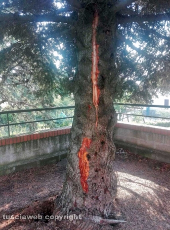 Fulmine caduto su un albero a Lubriano - Foto di Raffele e Giandomenico Cortignani