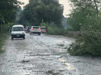 Maltempo - Albero caduto in strada