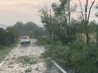 Maltempo - Albero caduto in strada