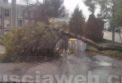 Bagnaia - Un albero crollato