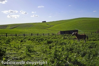 Maremma