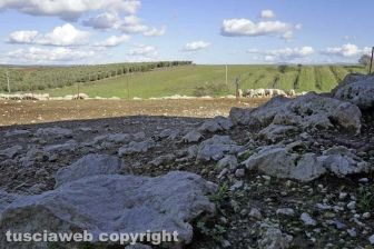 Maremma