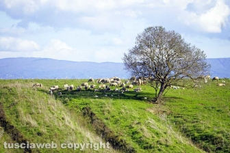 Maremma