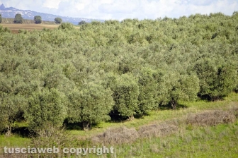 Maremma
