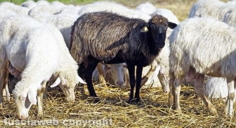 Maremma