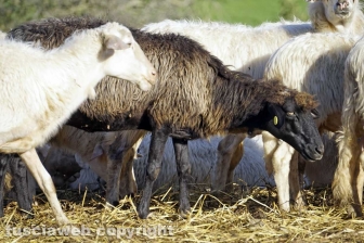 Maremma