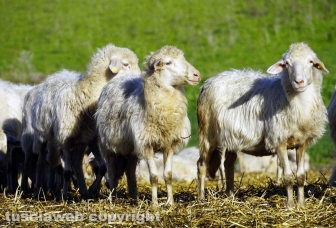 Maremma